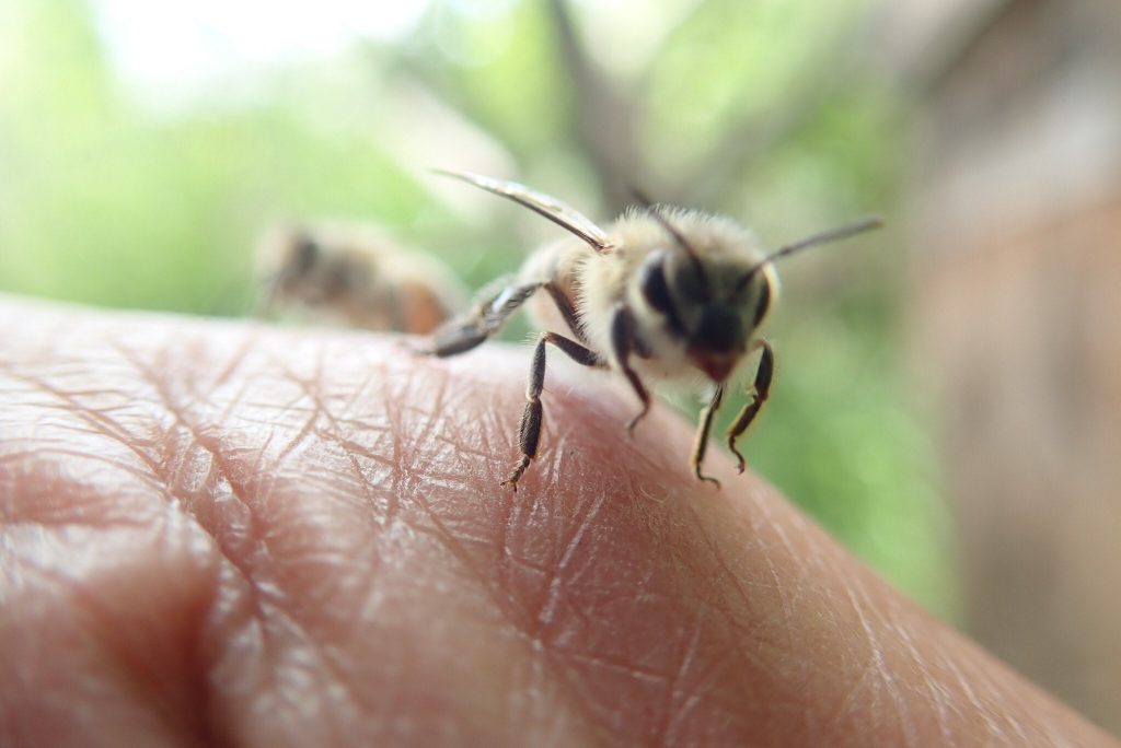 ミツバチのこと 誤解してないですか ニホンミツバチが教えてくれる自然のつながりと再生 Npo Cross